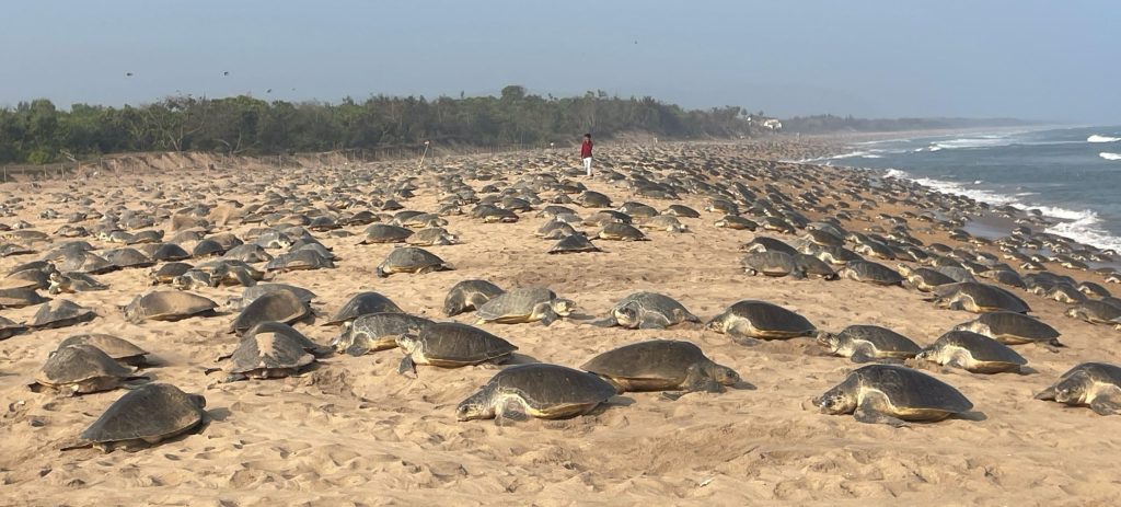 Costal-Ecosystem-Conservation-scaled- Update New
